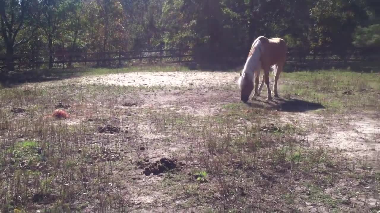 Tennessee walking Ponies daily outdoor roll