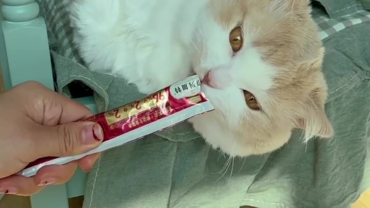 Cute Cate eat chocolate 🍫 |Funny animal videos| try not to laugh