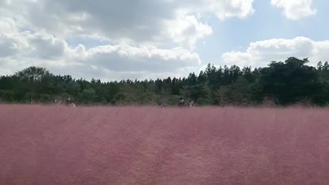 Pink Muhly in Jeju Island