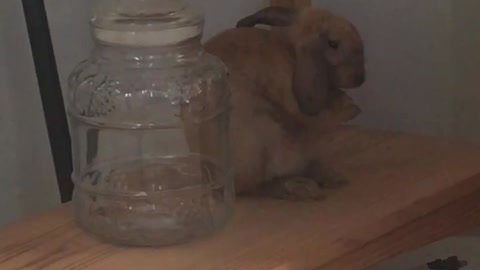 Rabbit taking a Bath 🛀