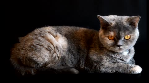 Cute Cat Watching a Laser