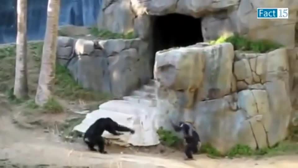 Monkey fight