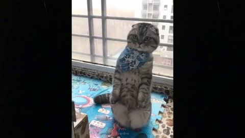Cute Cats | Best funny cats | Adorable cats