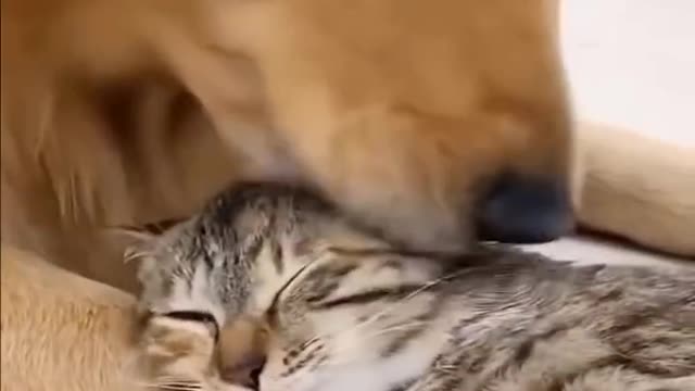 #Funniest #Cats 🐱 and #Dogs 🐶 #Part 4