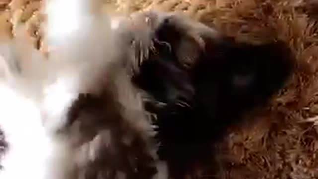 Small white black puppy lies on brown carpet while owner plays with him
