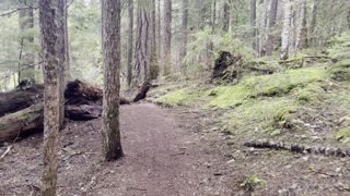 Hiking the Old Growth Forest – Clear Lake Loop – Willamette National Forest – 4K