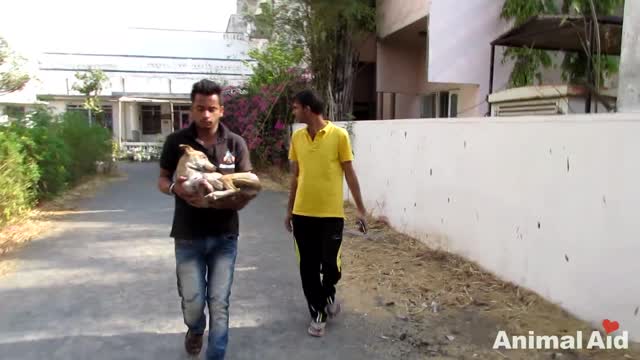 We thought she was dead…amazing recovery of street dog