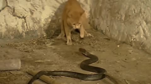 Cats vs snake