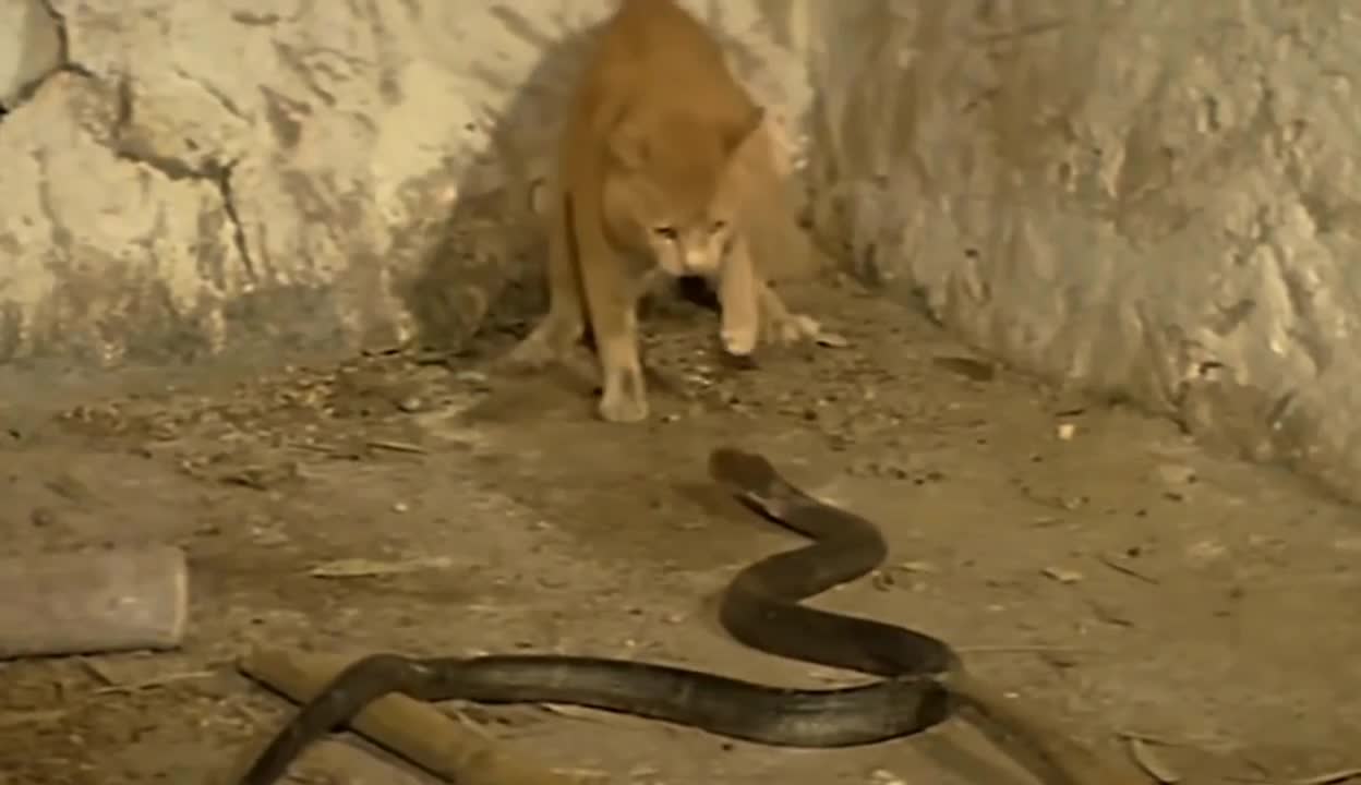 Cats vs snake