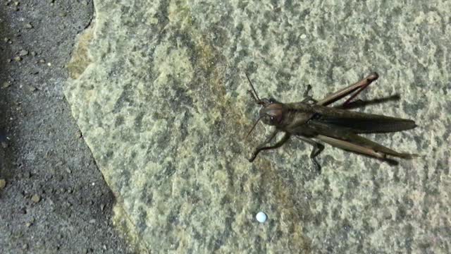 Huge cricket