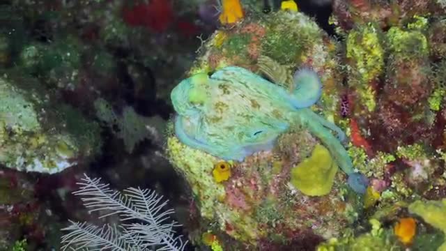 OCTOPUS Camouflage Changes color- texture and shape 1