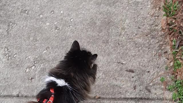 20 Year Old Cat Walks Her Humans