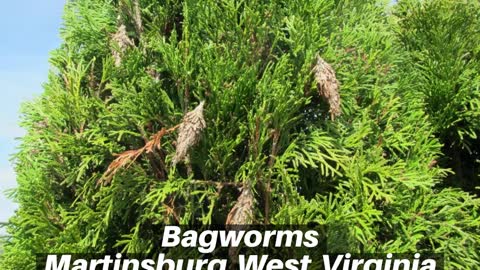 Bagworms Martinsburg West Virginia Tree Shrub Care Berkeley County West Virginia