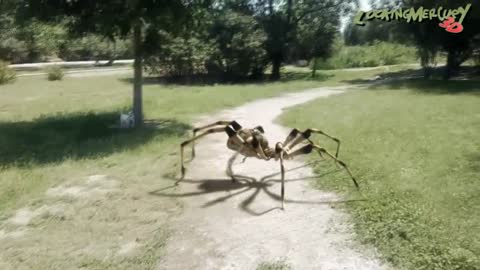 Giant Spider in Park