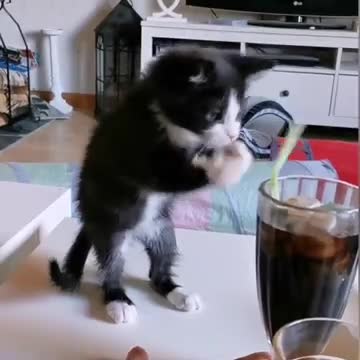 Kitten Tries To Drink Soda With Straw (Funny )