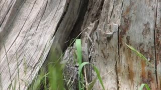 Baby Chipmunk