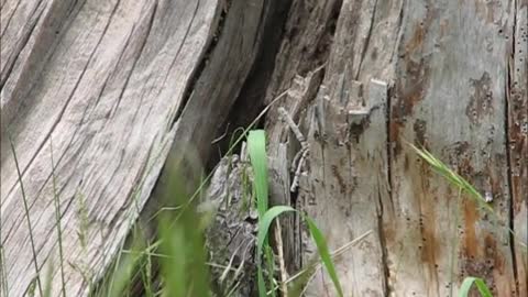 Baby Chipmunk