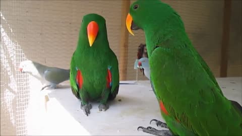 THE MOST CRAZY AND FUNNY BIRDS AND FUNNY PARROTS