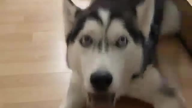 The dog really wants to eat
