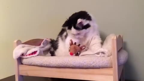 Cat put herself to sleep on tiny bed