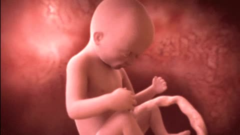 What does a baby look like in its mother's womb?