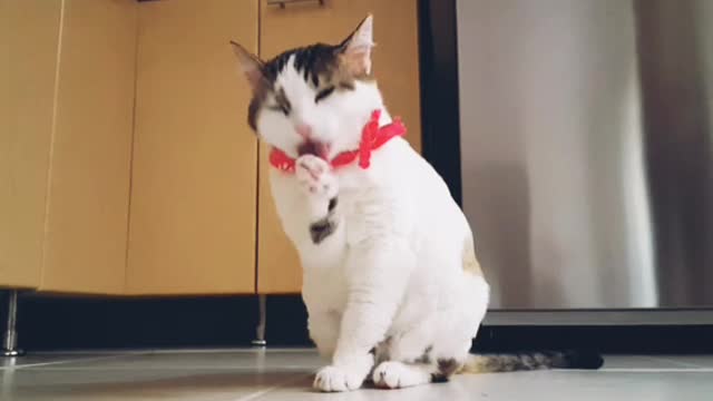 A funny cat