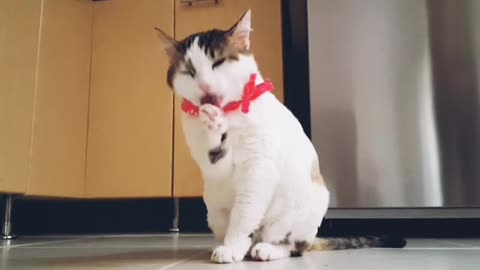 A funny cat