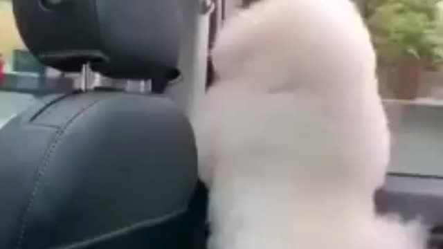 cat dancing in car