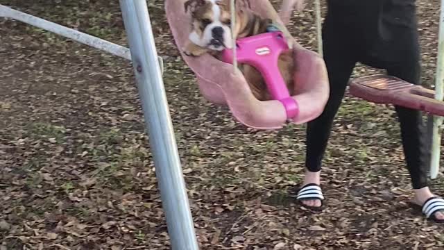 English bulldog riding in baby swing :)