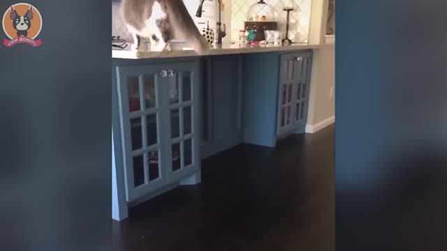 2022 BEST FUNNY VIDEOS | CATS AND DOGS | DOING FUNNY THINGS