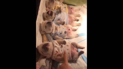 I heart pets 29