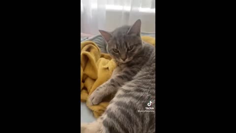 FUNNY CAT MEMES COMPILATION OF 2022 PART 2