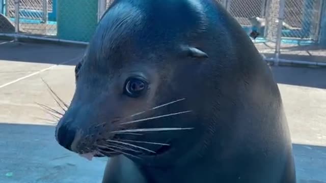 Wyland