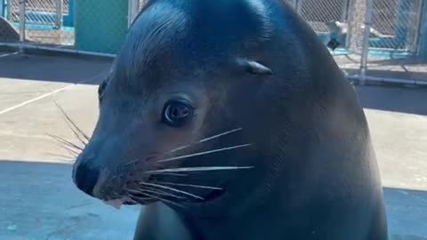 Wyland