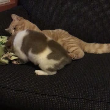 Cute Puppy Plays With Cat