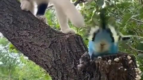 Cat vs Bird 🐈💙🦜 Fighting #shorts