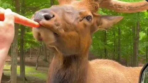 Animal funny video shorts