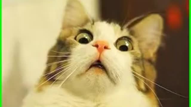 Cat And Bird ☆ 🐽