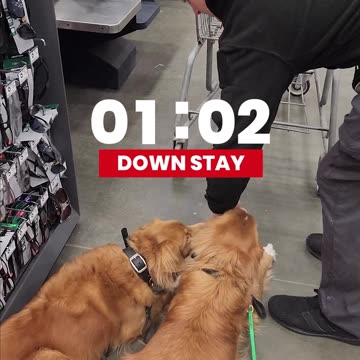 Practical Application of a Down Stay at Lowe’s