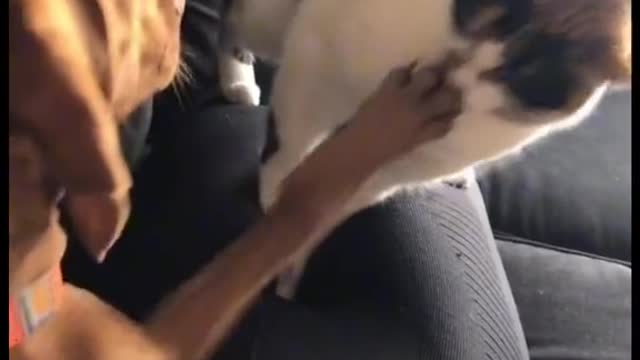 cat got mad at her sister dog