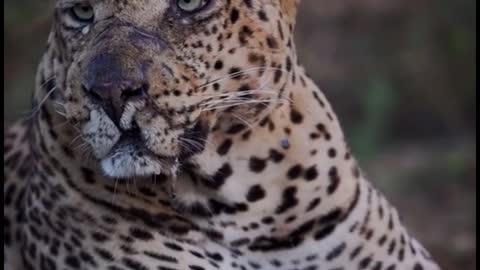 Does this leopard have a problem? It's looking up and thinking