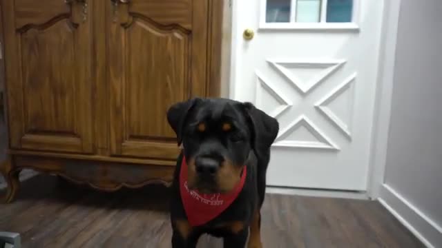World Class Rottweiler puppy first spa day