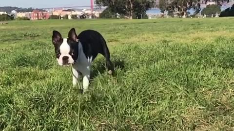 French bulldog runs with green leash in mouth