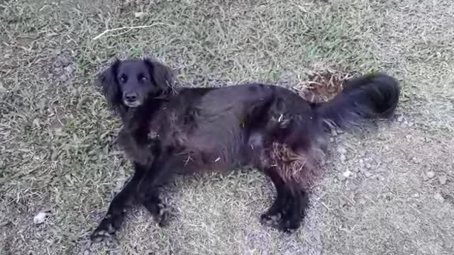 Funny videos of dogs, cats and other animals - Nina on the lawn resting