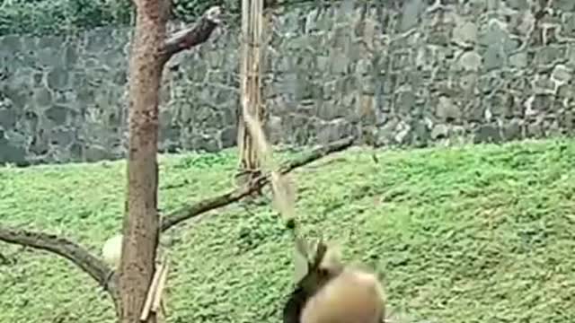 Funny Animals Fail Funny