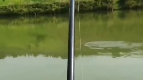 These animals are full of enthusiasm, keep you entertained