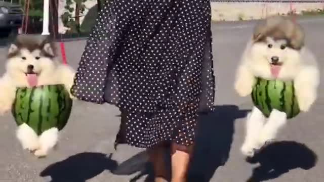Ultimate Baby Dog-So Cute And Funny Dogs video
