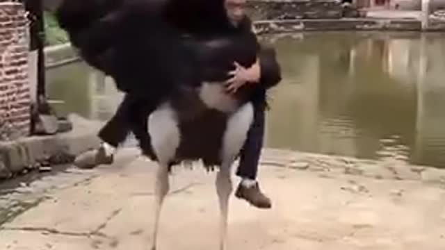 The funny moment with a big animal