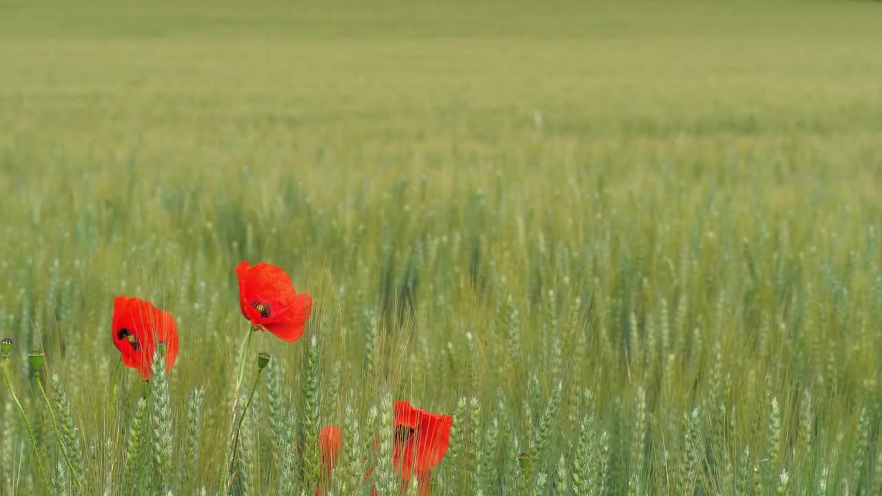 Poppy Flowers