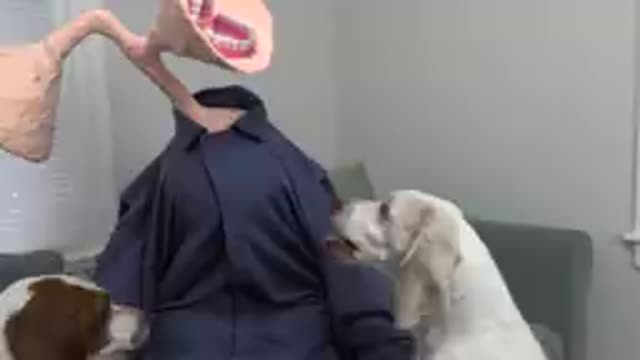 Dogs find out if John is Head is Really!!!